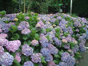 �������������܂�