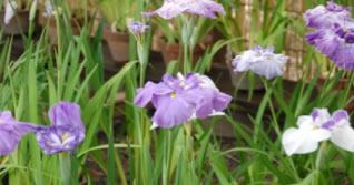 �����_�Е�[�ԏҊ��W