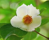 文京区立本郷図書館鴎外記念室