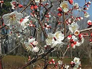 �{���s���y�̐X�~�܂�