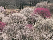 �{���s���y�̐X�~�܂�