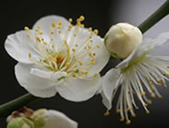 �����S�����~�܂�