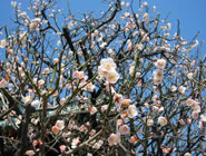 �T�˓V�_�Д~�܂�