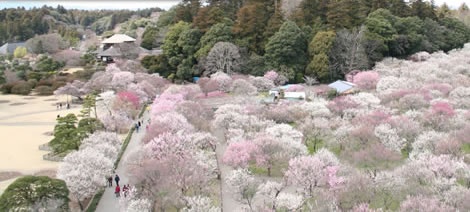 ���˂̔~�܂�